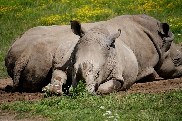 �O���C�E���m