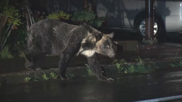 �D�y�s���̏Z��n�ɏo�v�����N�}