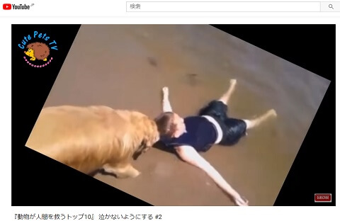 「動物が人間を救うトップ10」のYoutubeへのリンク画像です